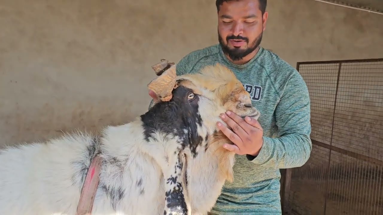 KOTA JUNGLE KA SABB SAY BADA BAKRA/HIND KESRI RADHA KISHAN JI KA BAKRA