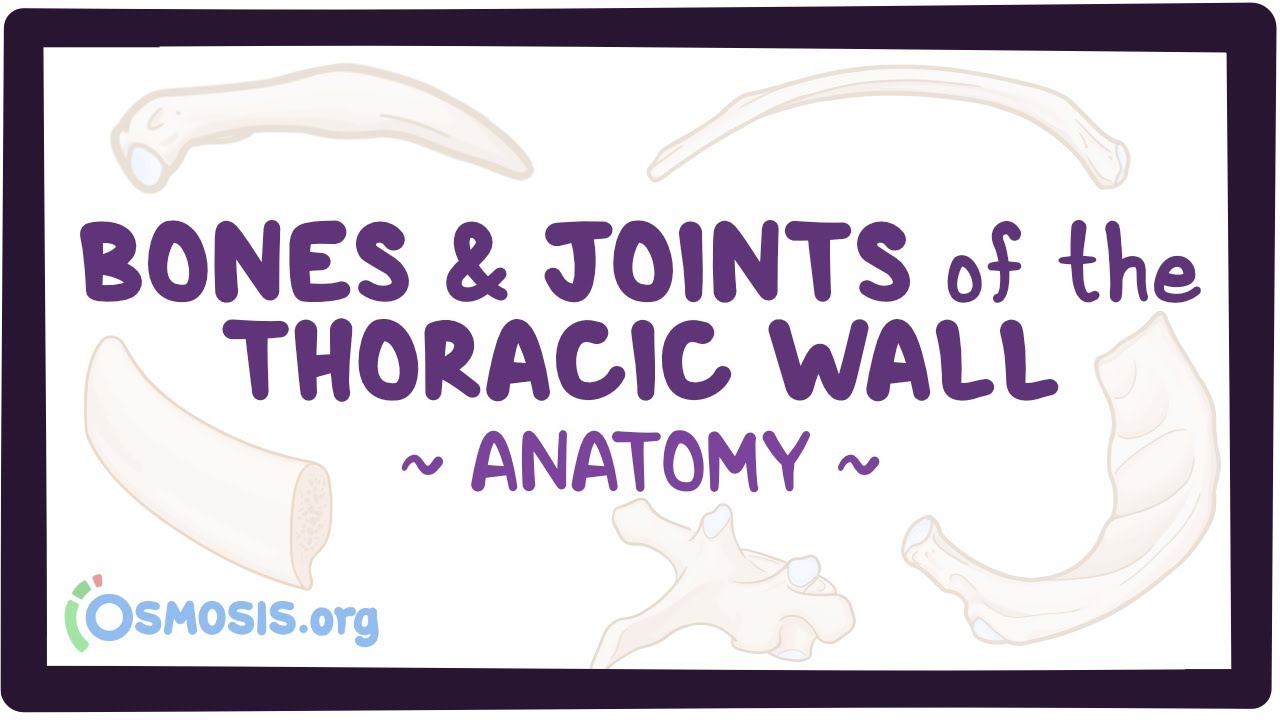Bones and joints of the thoracic wall: Anatomy