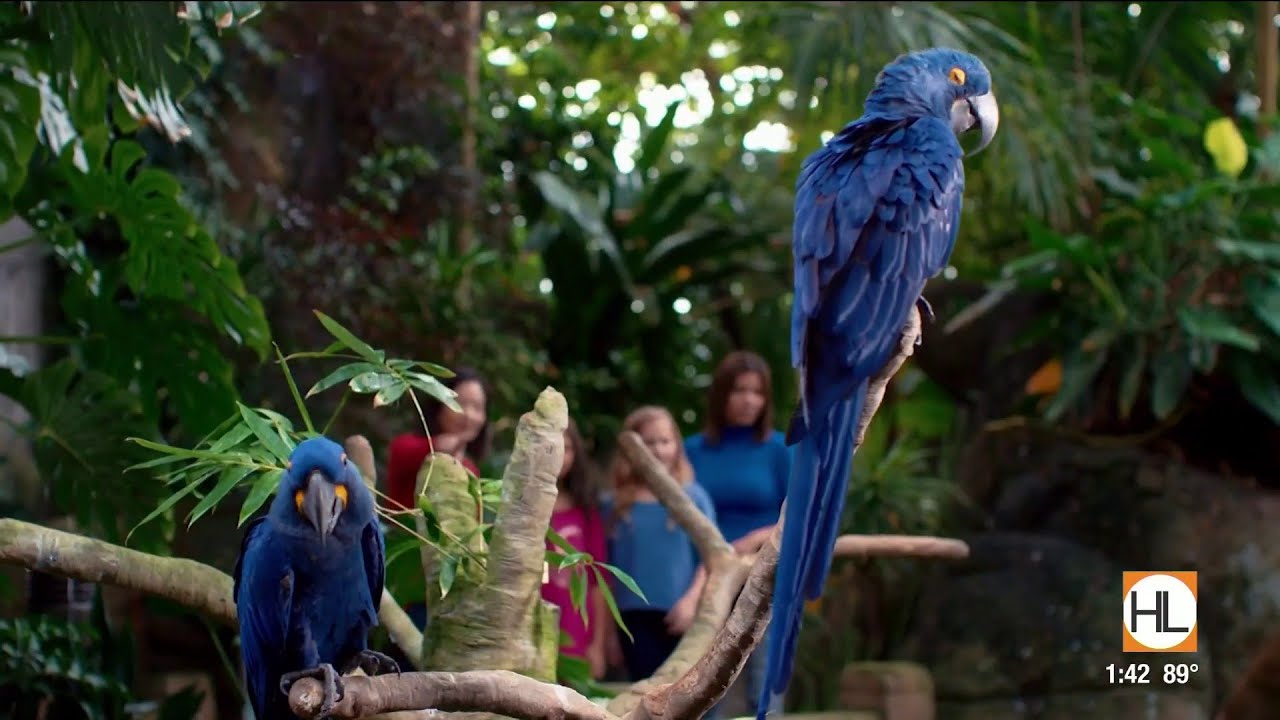 What to know before you go to Moody Gardens this summer | HOUSTON LIFE | KPRC 2