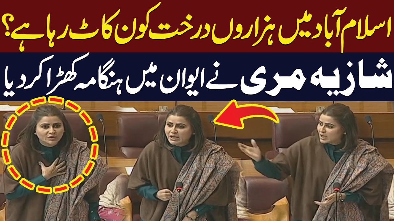 Who Is Cutting Thousands of Trees in Islamabad? | Shazia Marri Raises Questions in Assembly