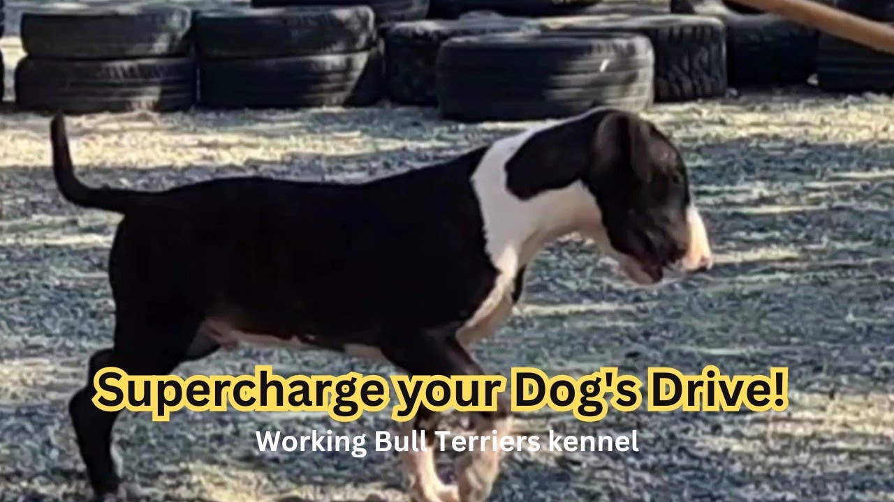 Mastering the Flirt Pole: Building Drive and Exercising Your Dog!!!