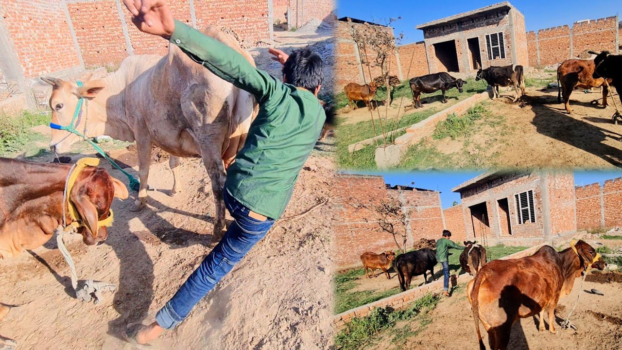 Cow Ko Kholte Hue Aayan Red Cow Ke Aage Gir Gya 😢 Sabhi Cow Bahar Nikal Di 😍