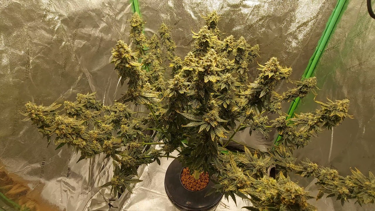 Grow room update:  week 7 flower for Bruce Banner and time to harvest the SC&times;BW