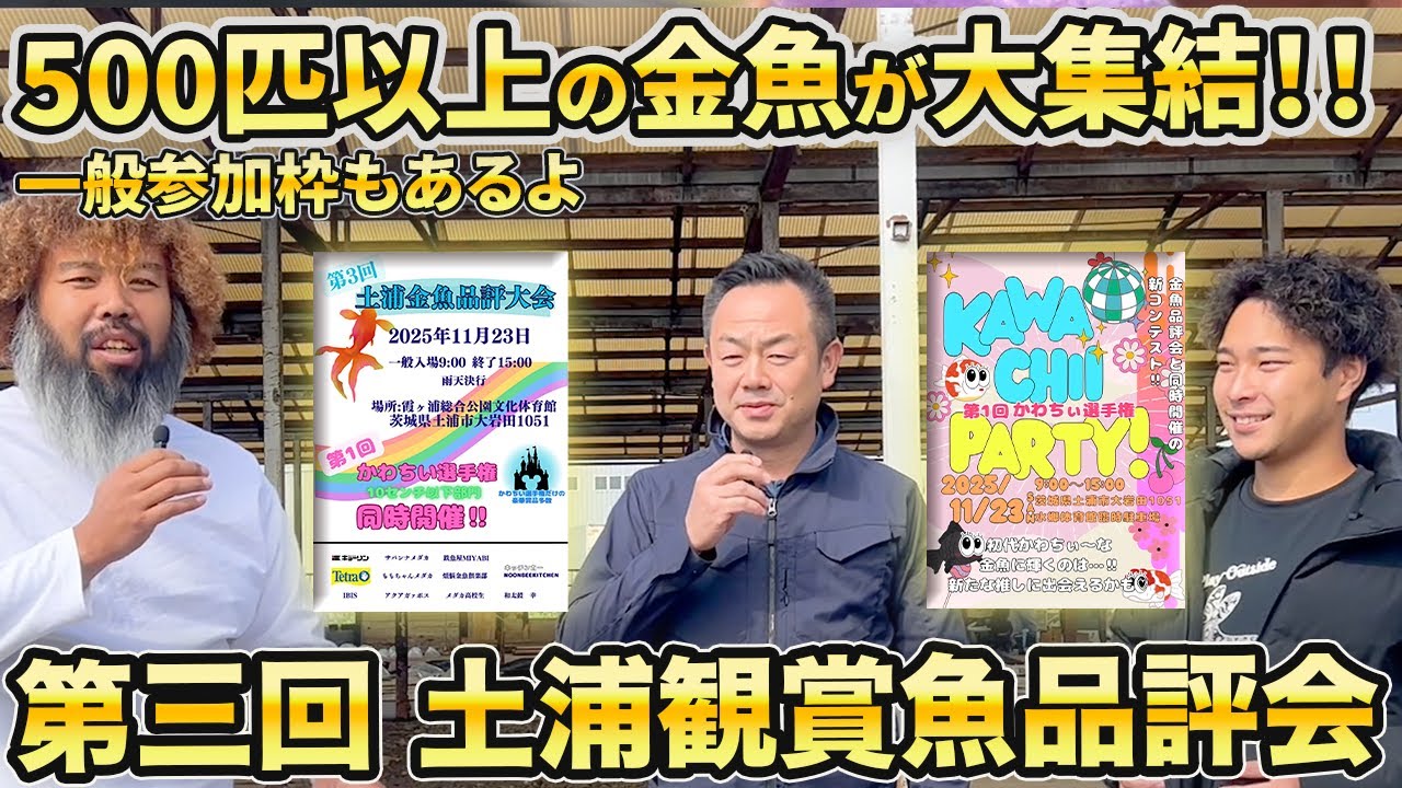【11月23日金魚の祭典】絶対驚く...稀少な金魚集まる！？新しい試みもかわちぃ選手権も開催！！