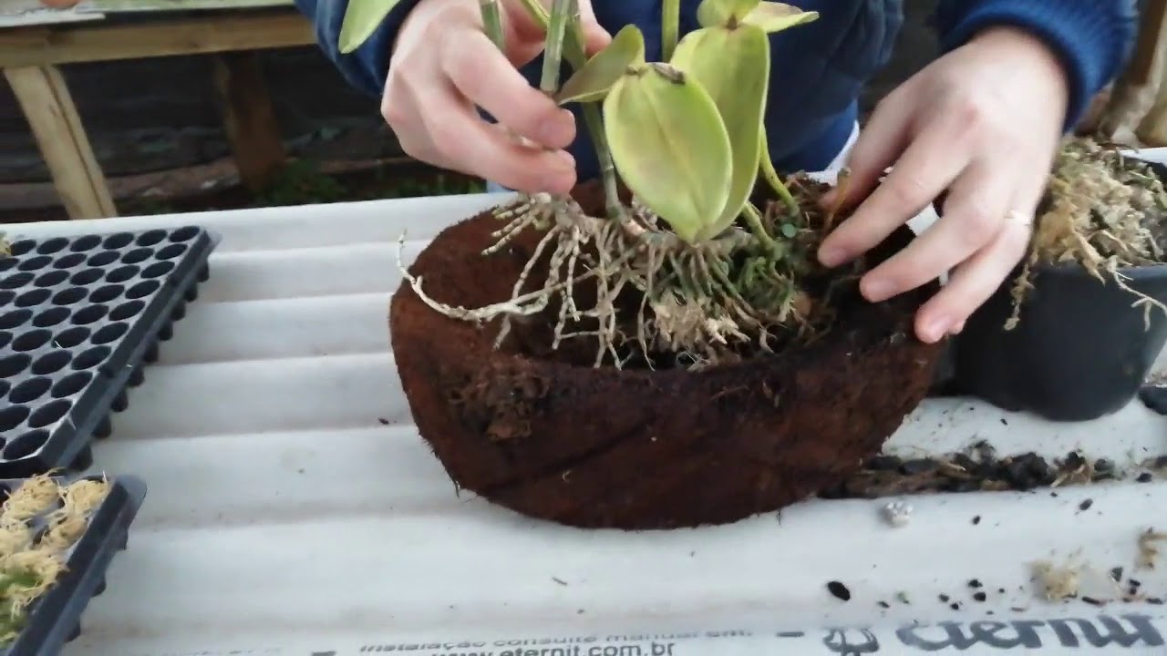 REPLANTE DE CATTLEYA EM VASO DE XAXIM