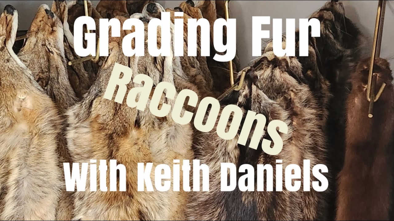 Grading fur with Keith Daniels  Raccoons