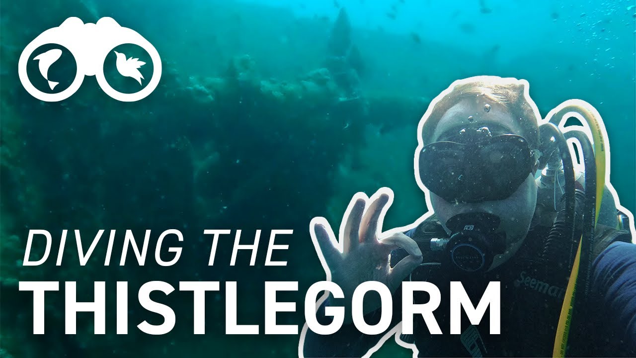 The Worlds Best Shipwreck Dive!? Diving the SS Thistlegorm | Red Sea Scuba Diving