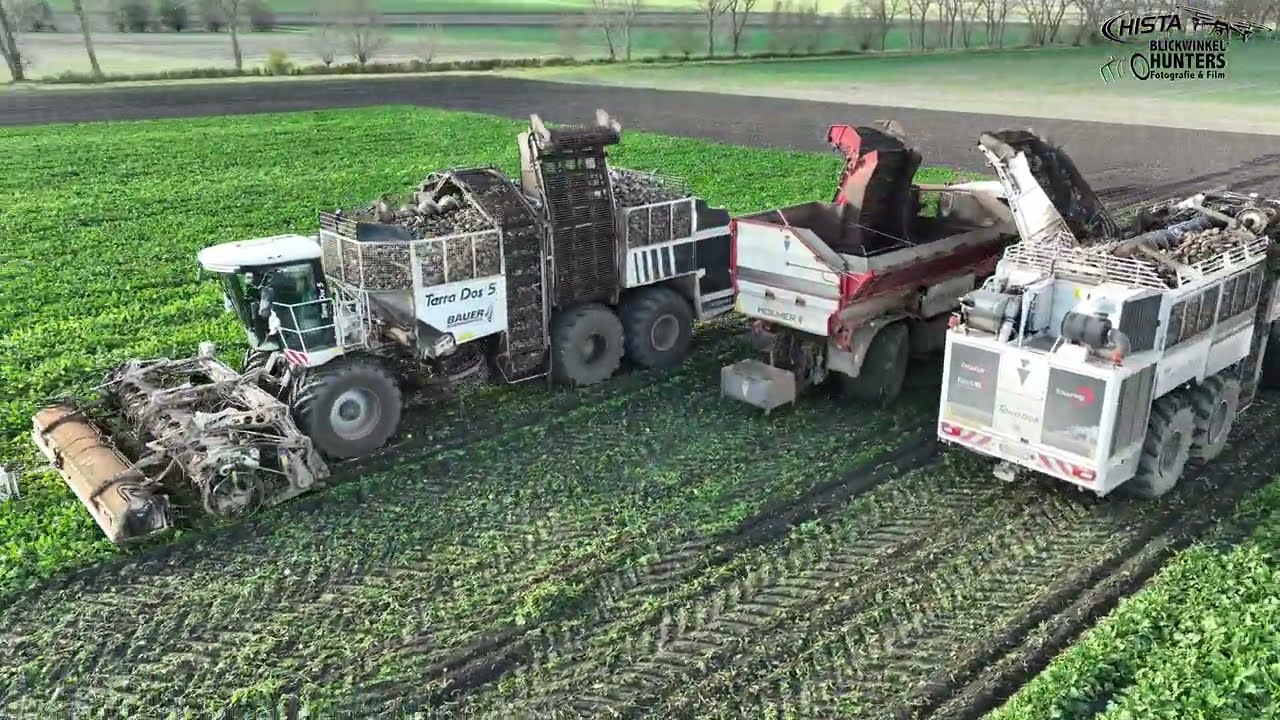 Rübenroden auch im Schnee / Holmer Terra Dos 4&5 in weiß / Bauer Agrarservice