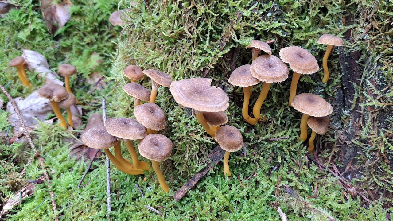 Tolle Pilzrunde am 10.10.2025 #melisquerbeet #pilze 
