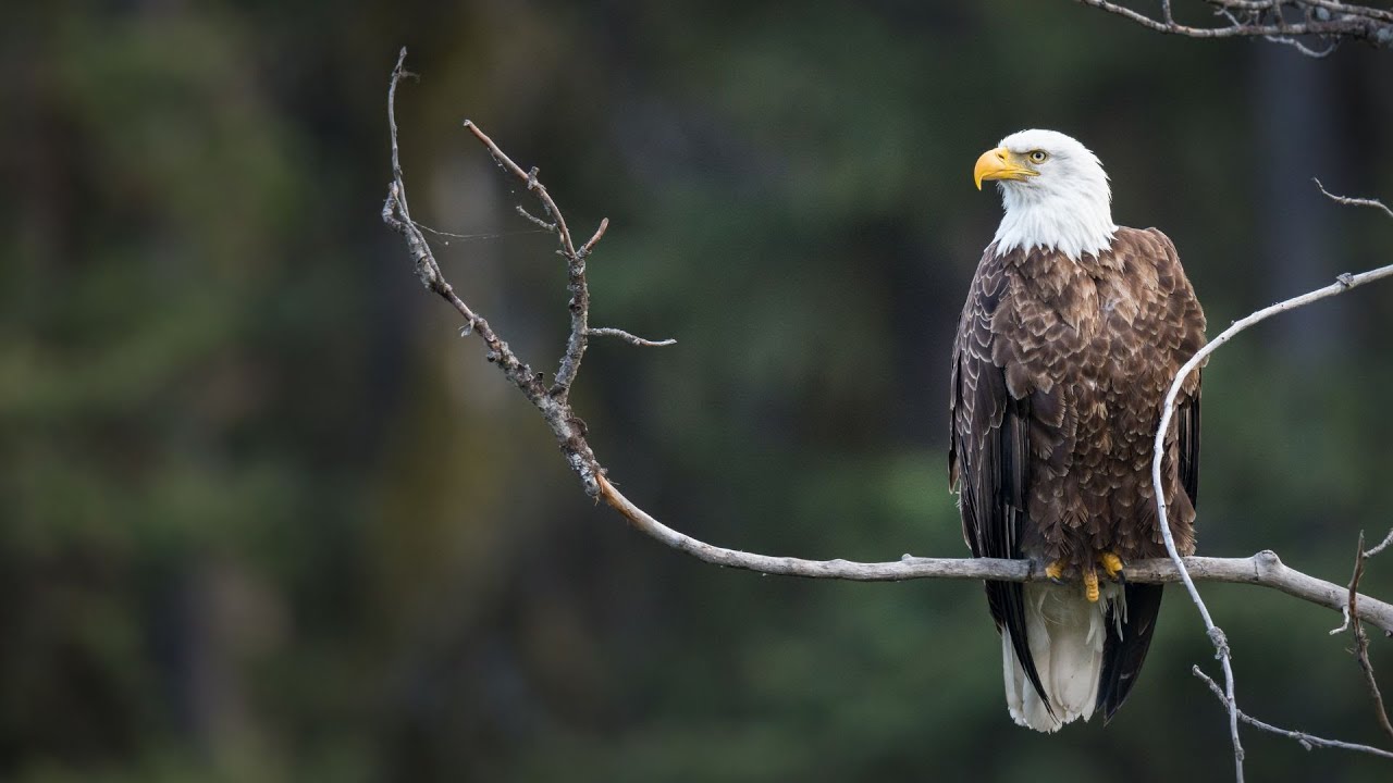 "El Águila y el Chimango", adaptación del cuento de Mamerto Menapace