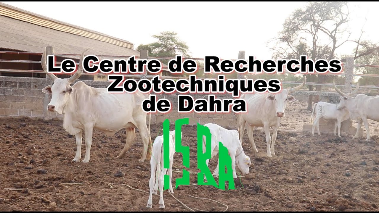 Présentation du Centre de Recherches Zootechniques (ISRA/CRZ) de Dahra