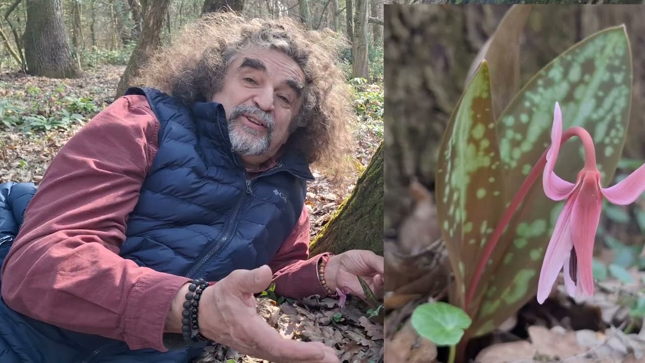 Tavaszi virágvarázs - 533. - kakasmandikó (Erythronium dens-canis)