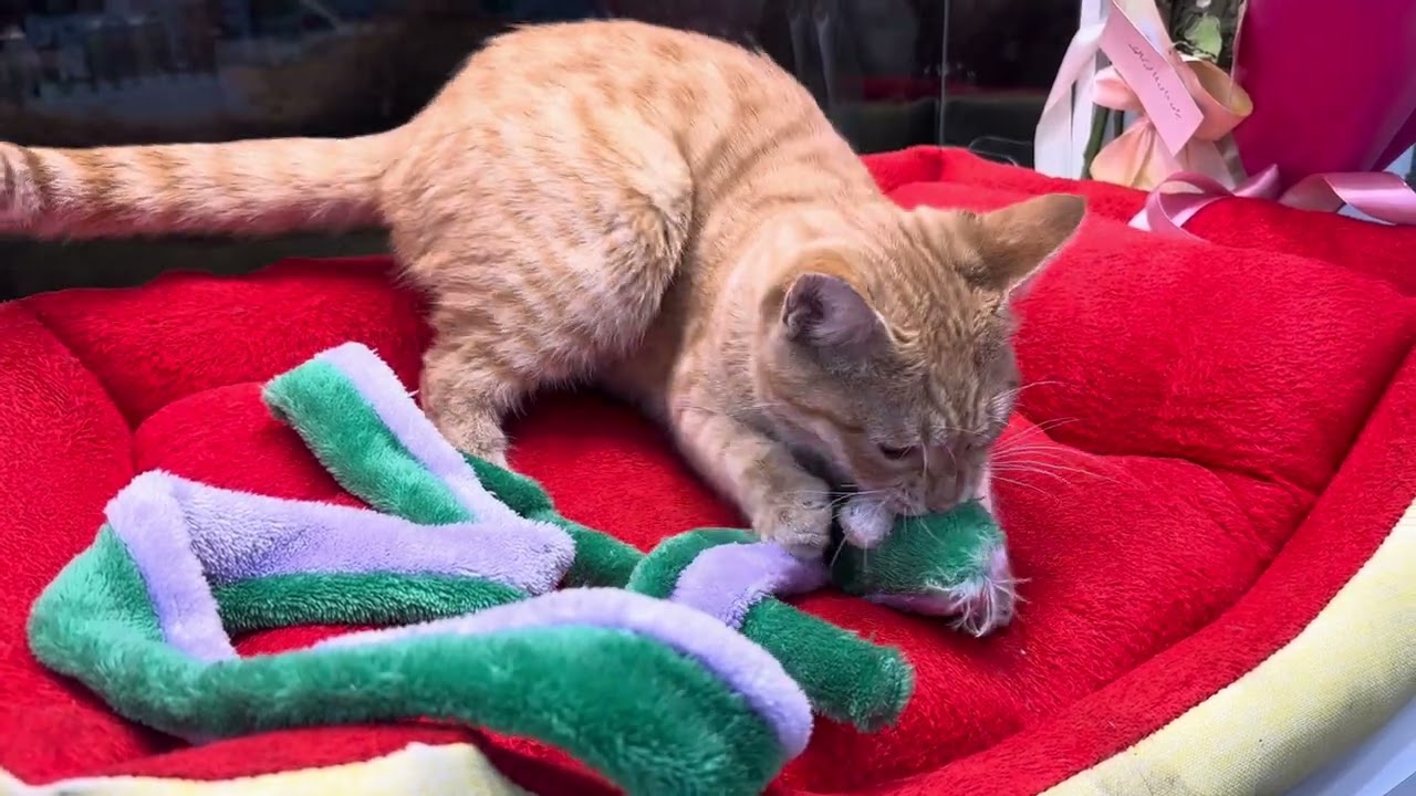 Just 2minutes of Ginger our Orange cat total craziness and cuteness with his snake toy 🥺😍😍😂