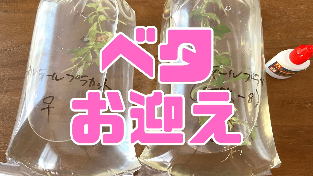 クラウンテールプラカットをベタフォーチュンさんからお迎え