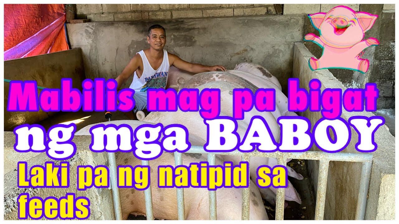 BABOY BILIS BIGAT/ TIPID PA SA FEEDS/  BABUYAN SA PROBINSYA