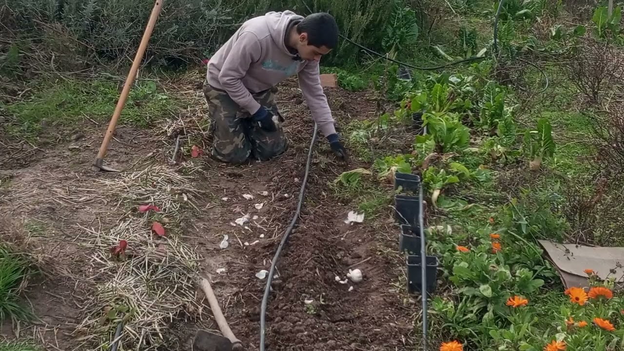 Día que pasa de enero, ajos que pierde el ajero