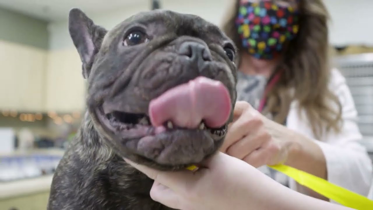 Laser Surgery for Pets with Dr. Mona Boord