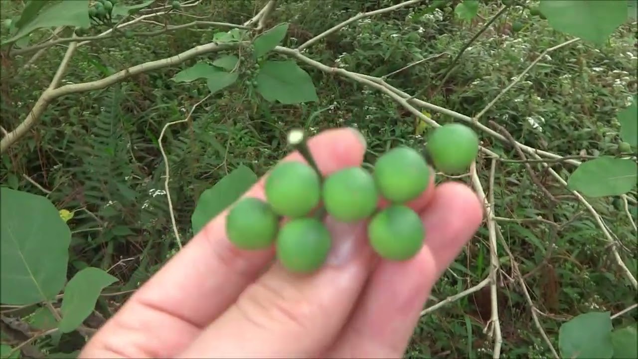 World's Most Underutilized Vegetables no. 7 - Solanum torvum