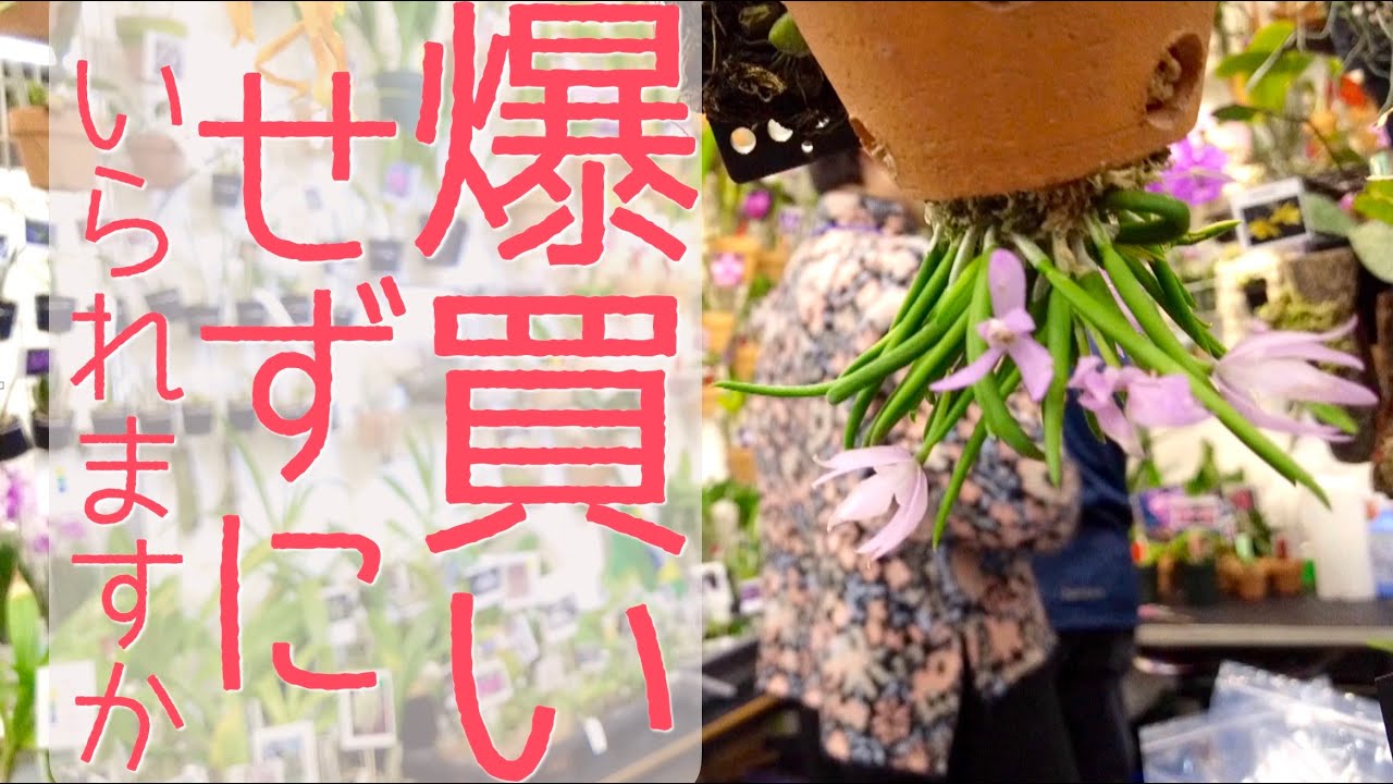 【楽しすぎる！】世界らん展2023マーケットエリア編　見るだけでも入場料以上の価値があるお買い物エリア