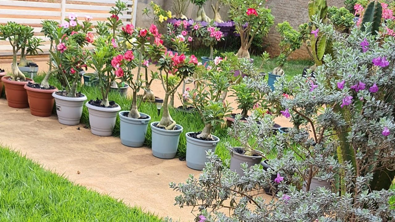 Jardim de rosas do deserto vem ver...