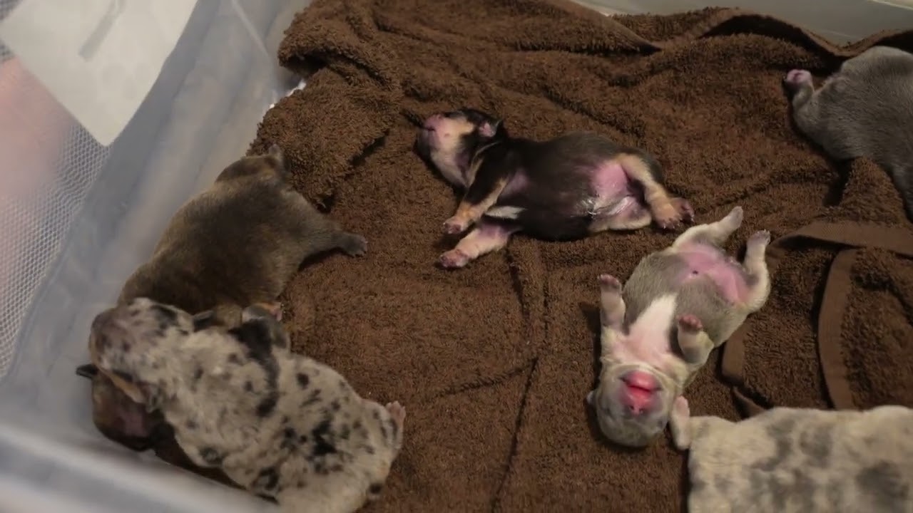 FRENCH BULLDOG PUPPIES AT (48HOURS)