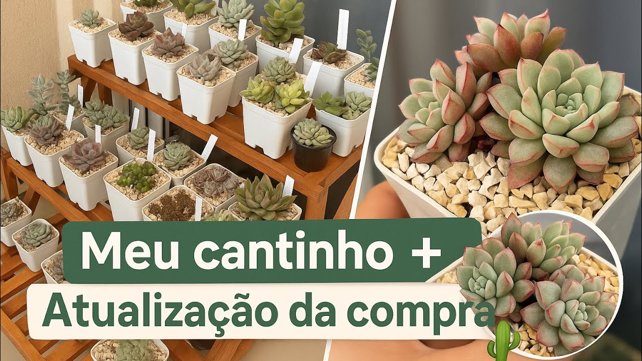 🌵 MEU CANTINHO DE SUCULENTAS + ATUALIZAÇÃO DA COMPRA (20 DIAS DEPOIS)