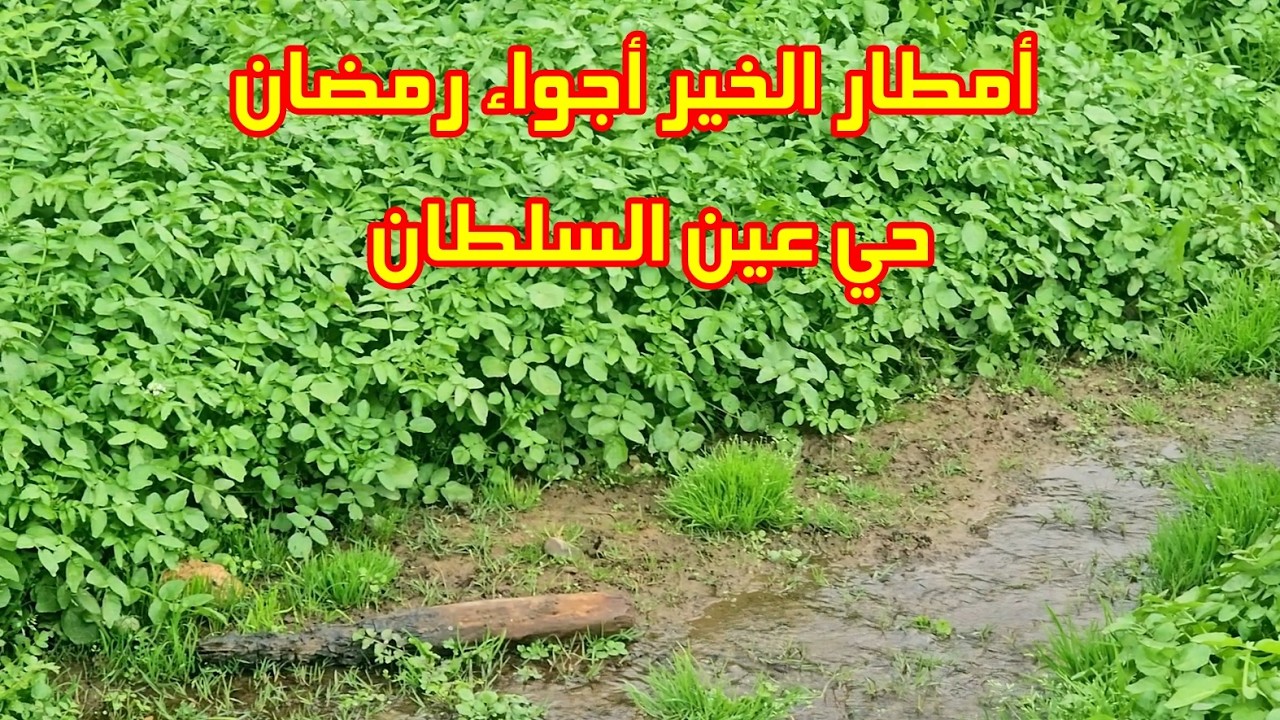 أمطار الخير أجواء رمضان يوم السادس عشر قبل الإفطار في حي عين السلطان