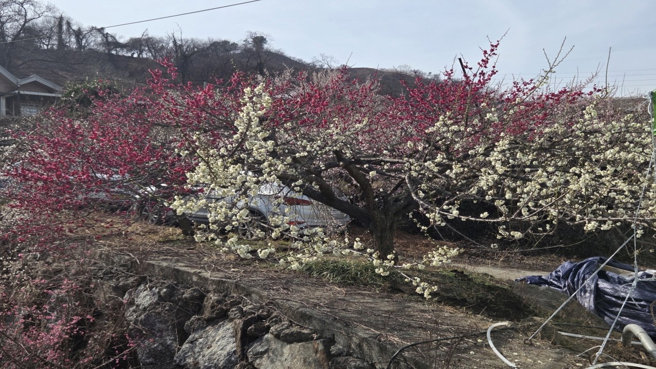 매화마을