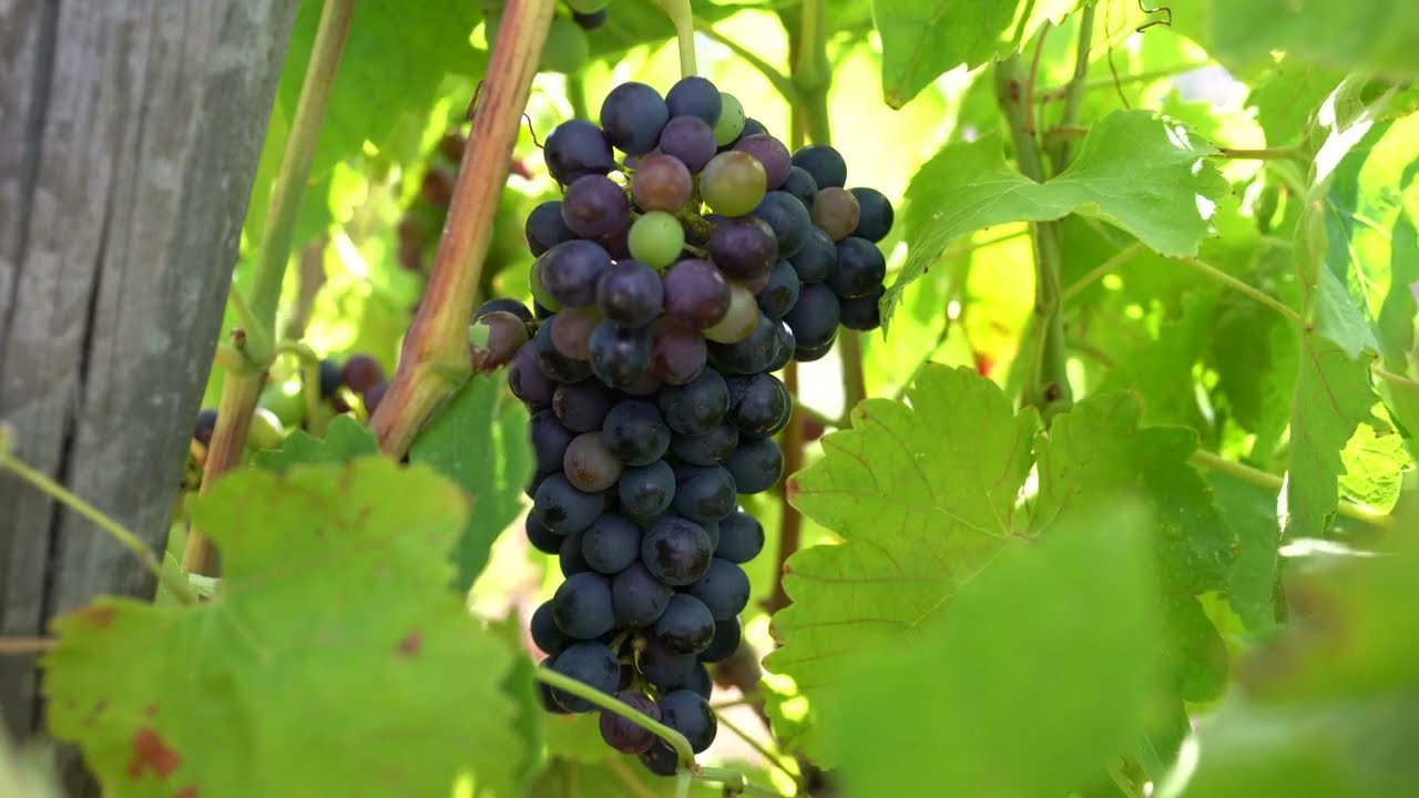 Domaine André Perret - Condrieu & St- Joseph