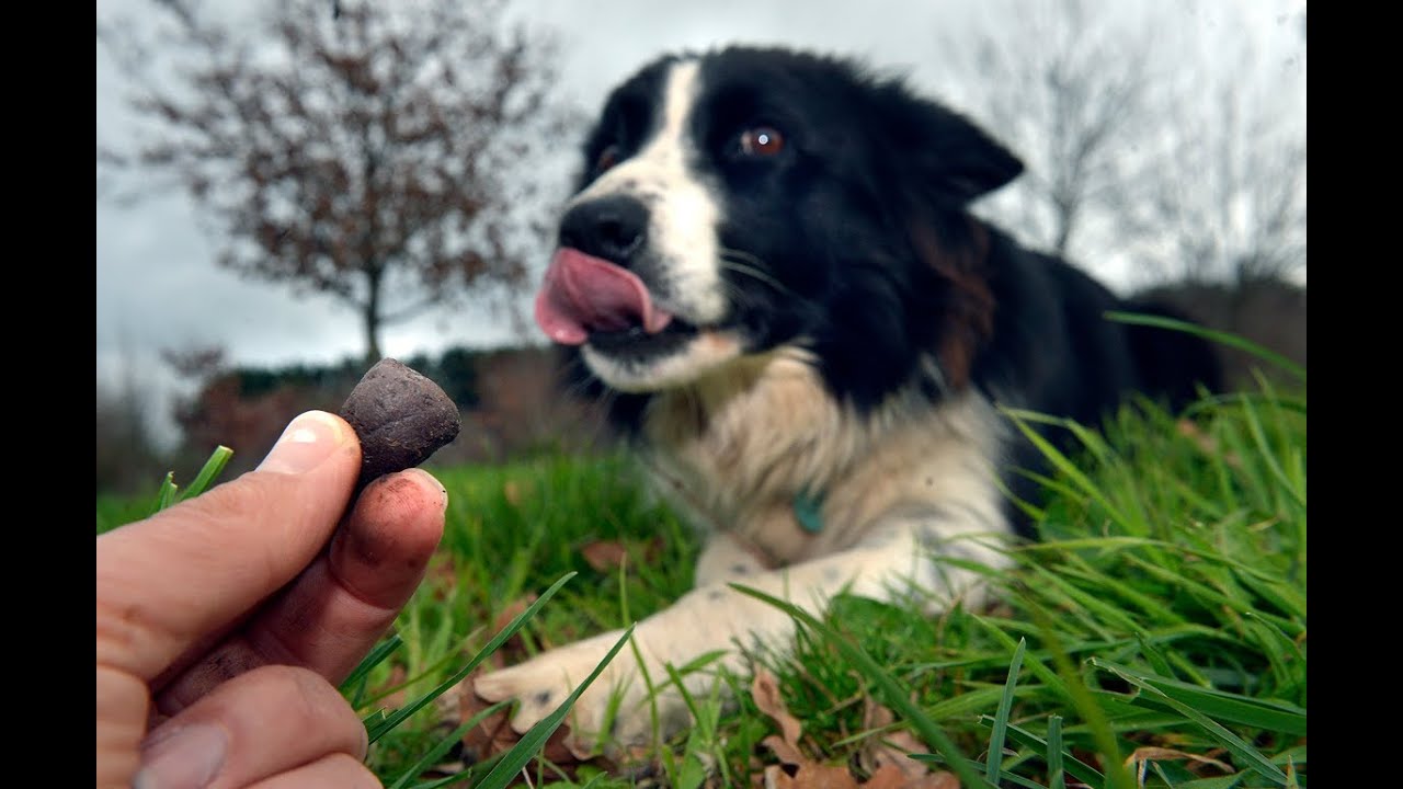 Truffle dog
