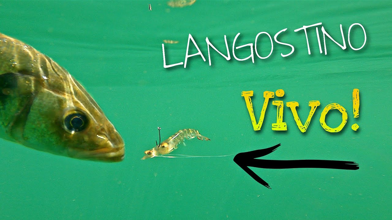 PESCA con LANGOSTINO VIVO y CAÑA de SPINNING! EL MEJOR CEBO I Gaston Huelva