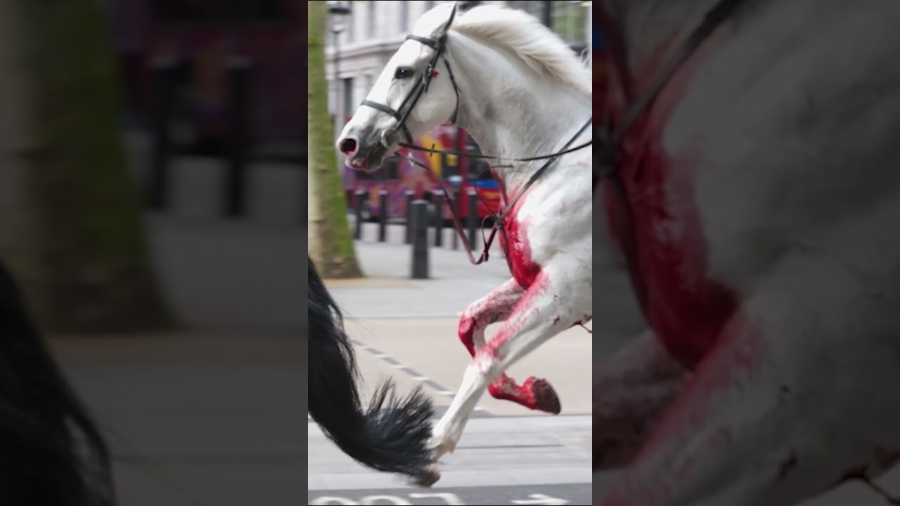 London: Blut&uuml;berstr&ouml;mtes Pferd sorgt f&uuml;r Chaos #shorts