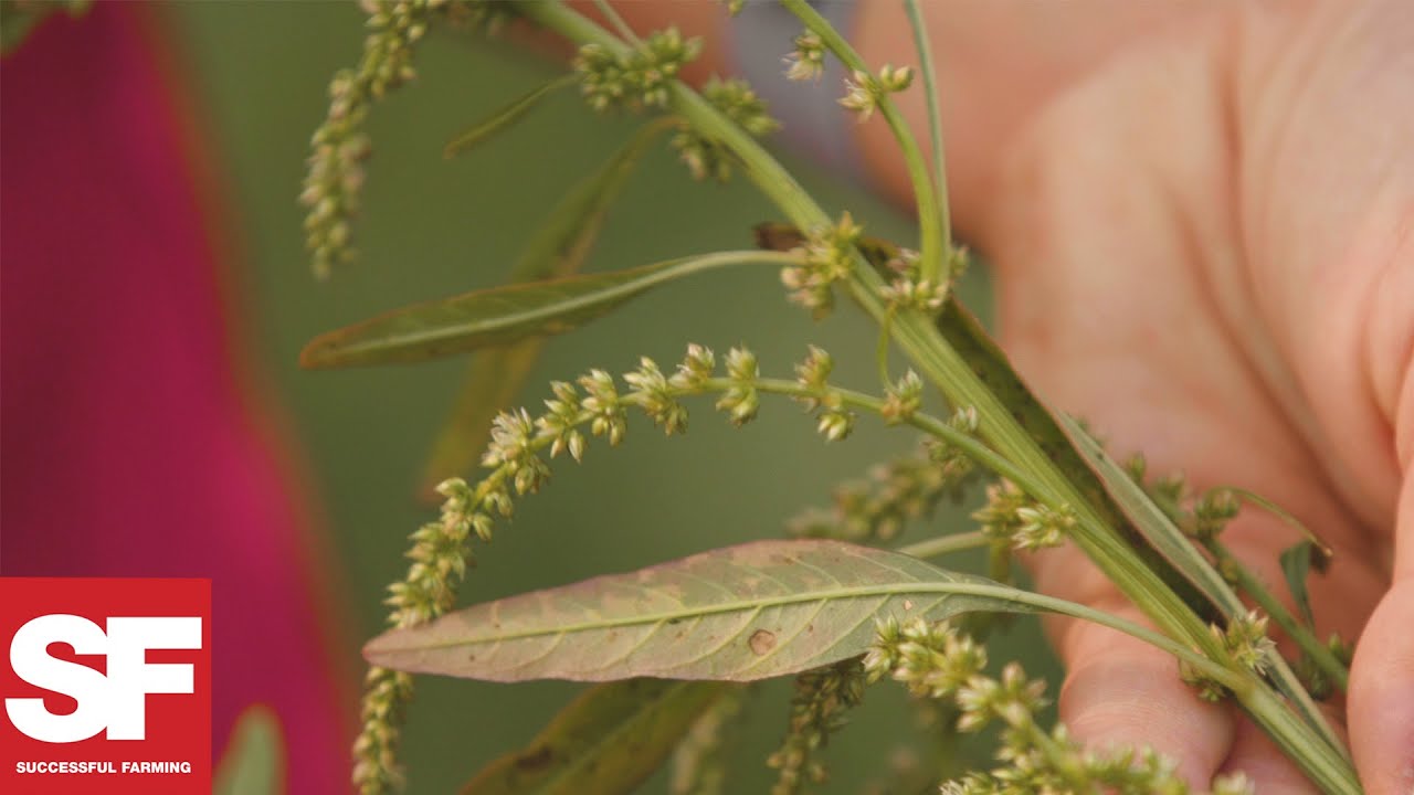 How to Prevent Pigweeds | Weeds Playbook | Successful Farming
