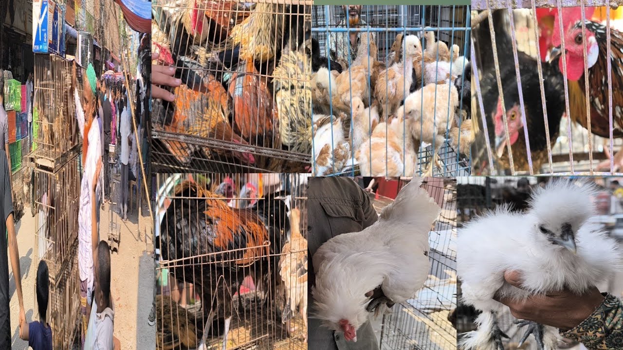 36 mirpur 1 chicken dhaka। বৃহত্তম দেশি ও ফেন্সি মুরগির হাট  । Shorif & Chicken BD।