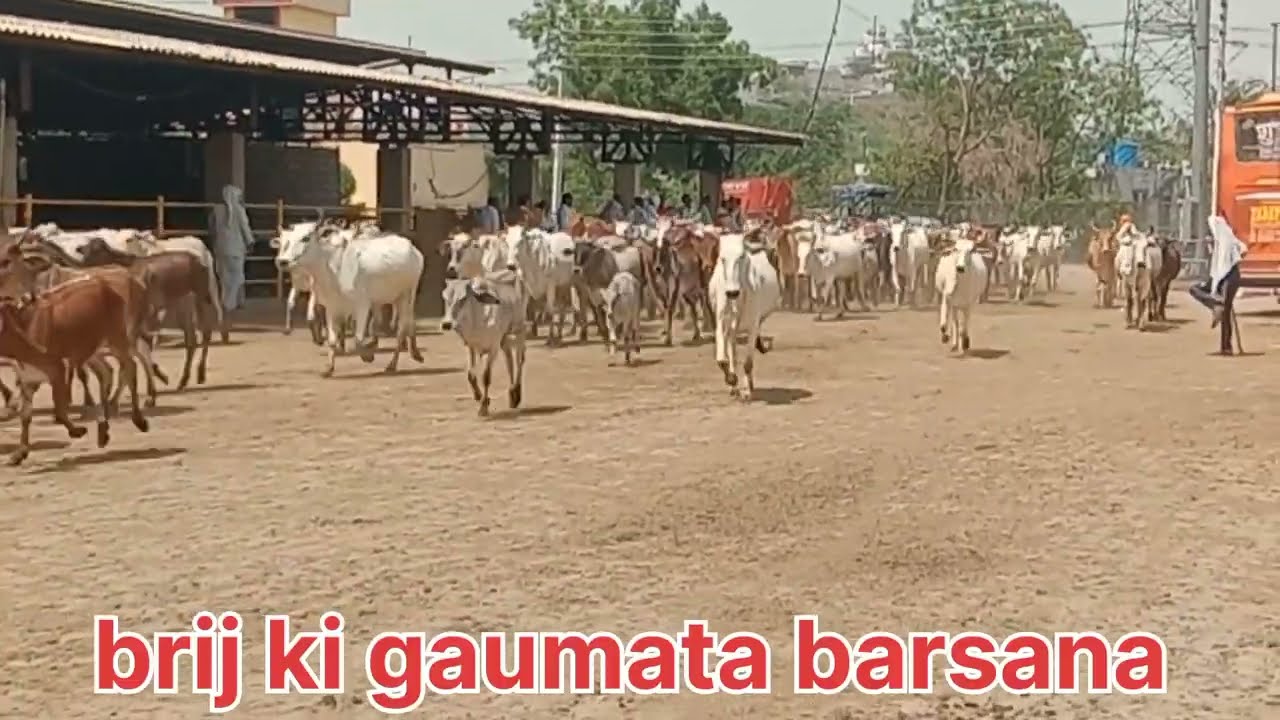 world largest Gaushala barsana