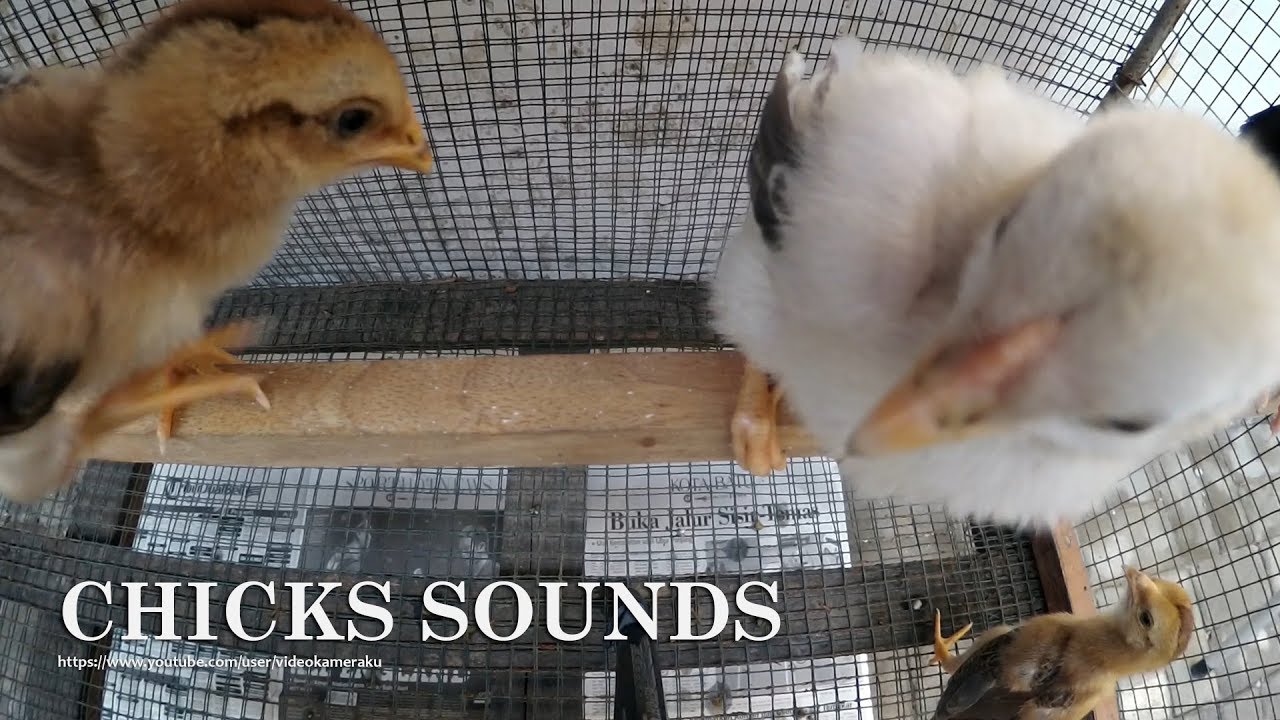 1 HOUR OF CHICKS CHIRPING SOUNDS