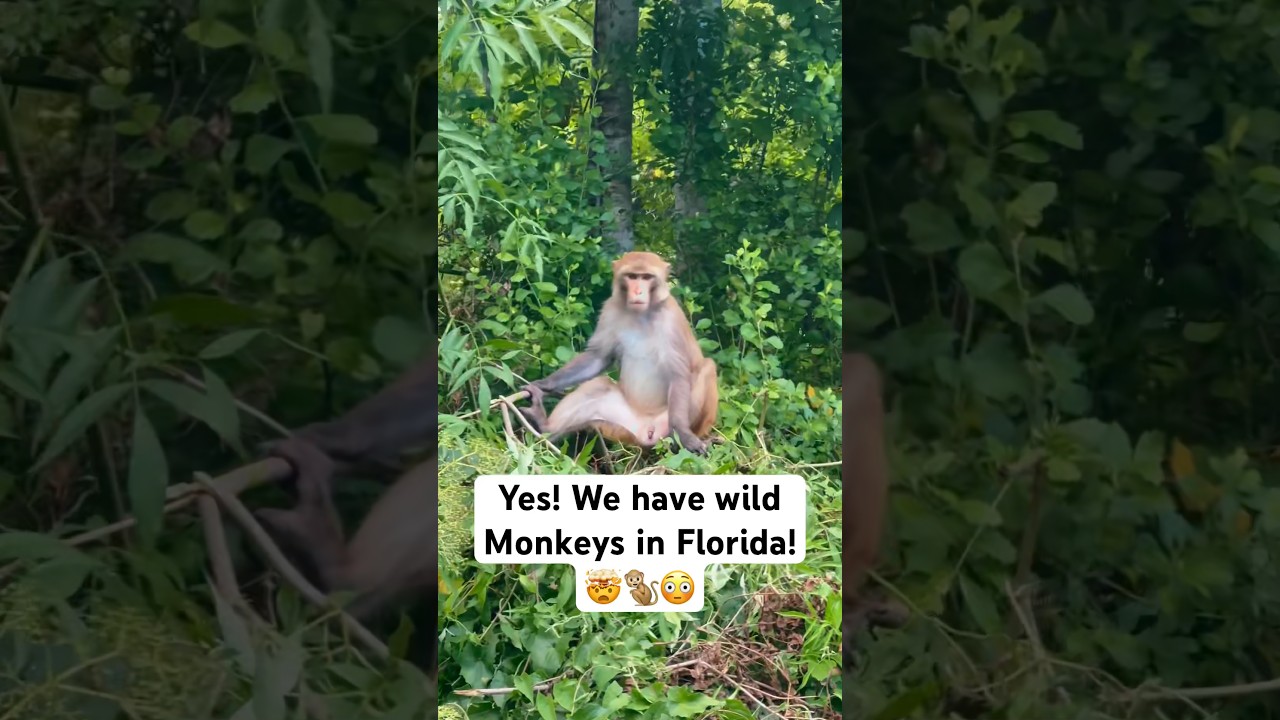 ДА! У нас во Флориде есть дикие обезьяны! 🤯🐒😳 #флорида #обезьяна #охрана #дикая природа