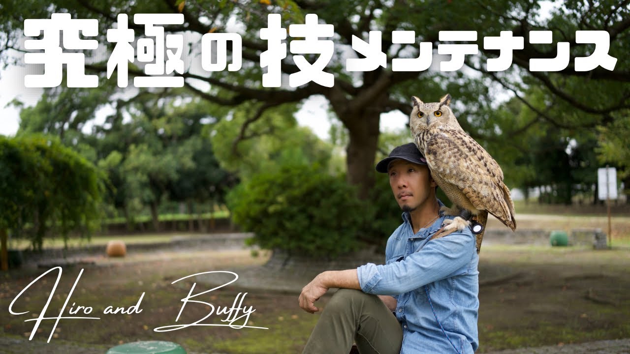 フクロウの爪切りメンテナンスをノーカットで見せます