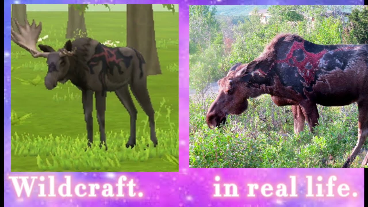 Wildcraft vs in real life bosses#wildcraft in real life bosses