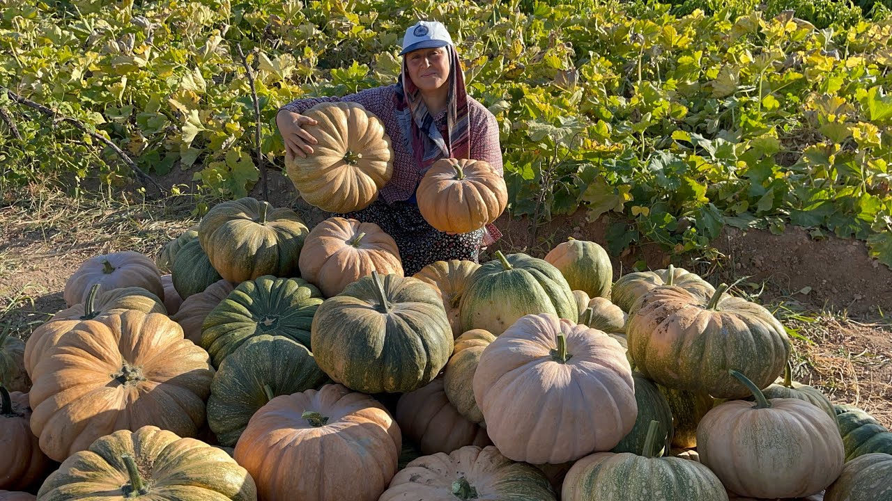 Bir avuç balkabağı tohumundan çıkan balkabaklarına sizde şaşıracaksınız❗️|Bol bereketli bir sezon 💯 