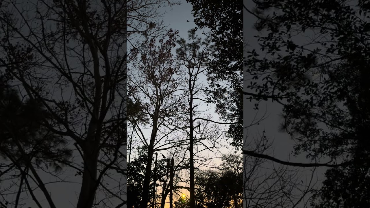 Some of the sunset from this evening, citrus County Florida at My homestead.￼