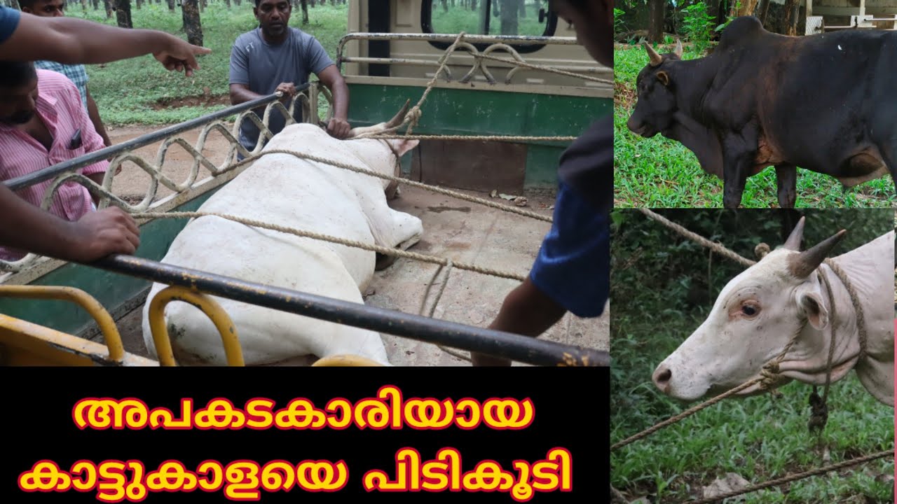 അപകടകാരിയായ കാലടി plantation കാട്ടുകാളയെ പിടികൂടി Kalady plantation Bull