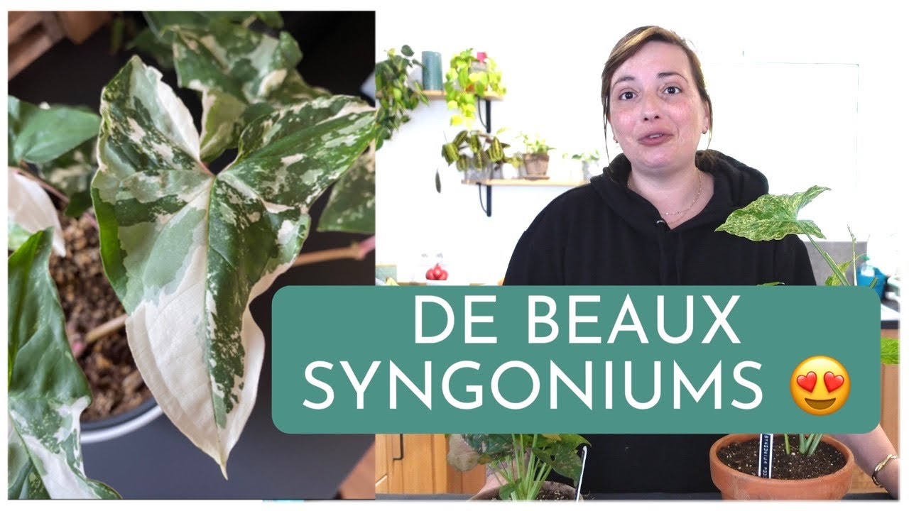 Avoir de beaux SYNGONIUMS | Le mélange que j'utilise leurs va tellement bien! | Rempotage