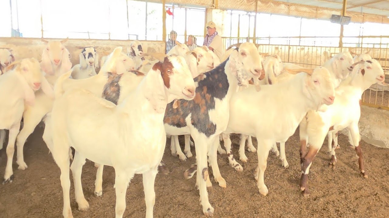Sojat Ka Wholesale Biggest Collection Of Sanjari Goat Farm MM Goats.