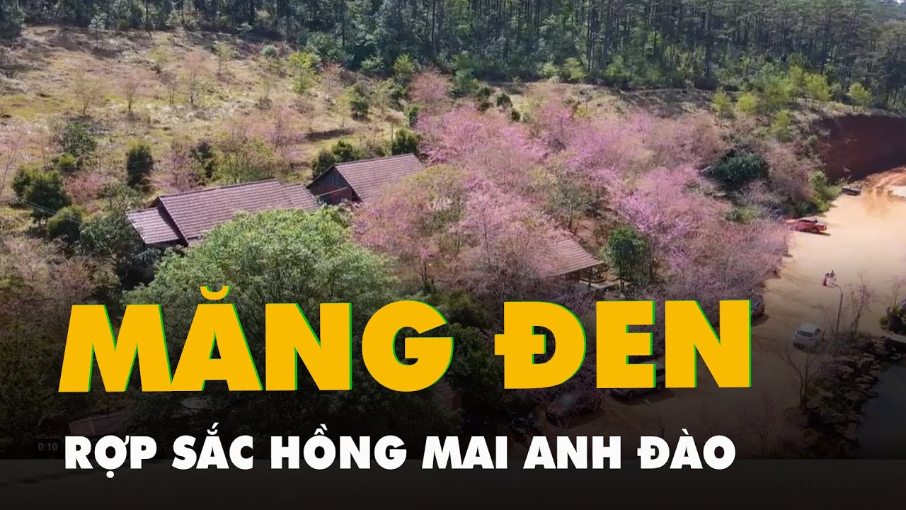 Măng Đen rợp sắc hồng mai anh đào những ngày cận Tết