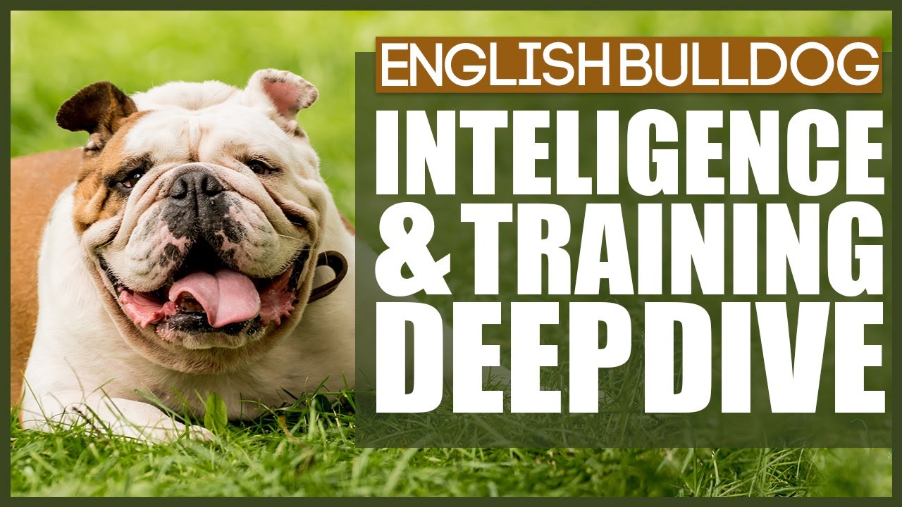 How Much Do You NEED TO TRAIN Your ENGLISH BULLDOG