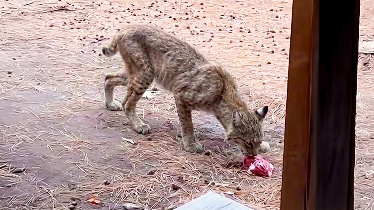 This Scrawny Bobcat Shows up On a Family's Yard— Then Comes Back One Day With 'Gift'