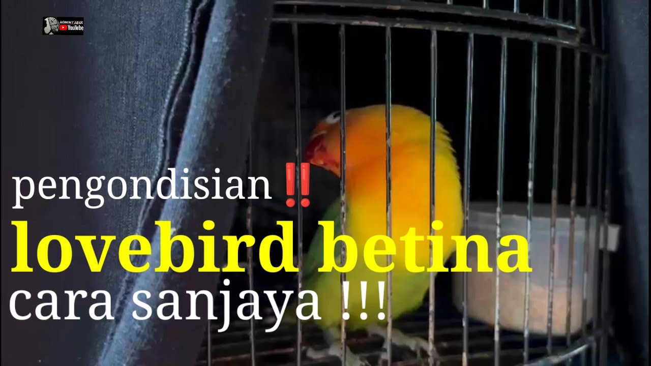 LOVEBIRD BETINA DURASI JALAN LAPANGAN CARA SANJAYA ‼️