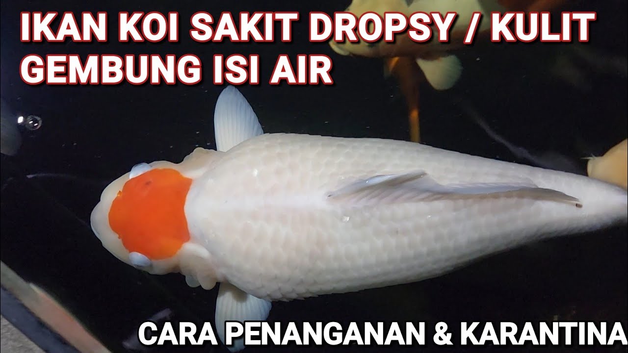 CARA MENGOBATI IKAN KOI SAKIT DROPSY ( GEMBUR / GEMBUNG ISI AIR )