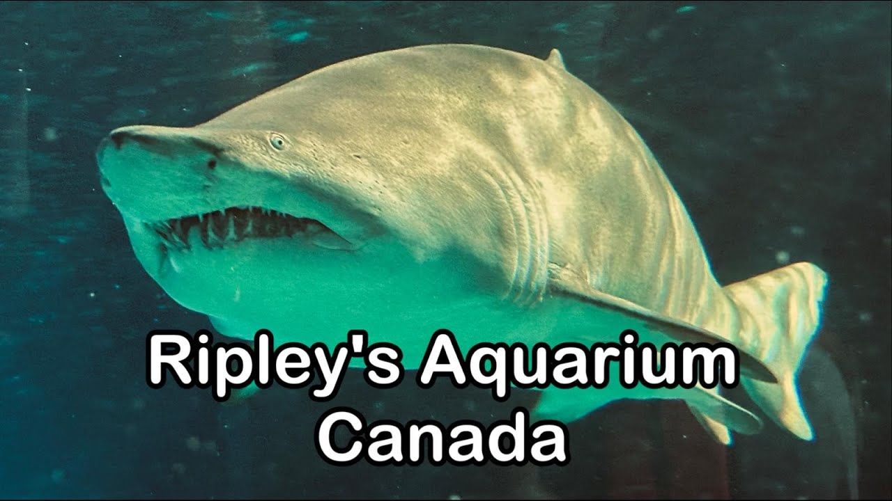 Ripley's Aquarium of Canada, Ontario, Toronto | Full Tour 2024 (4K)